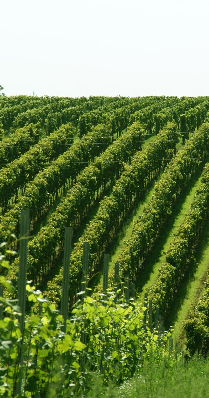 WEINWISSEN - Über Rebsorten